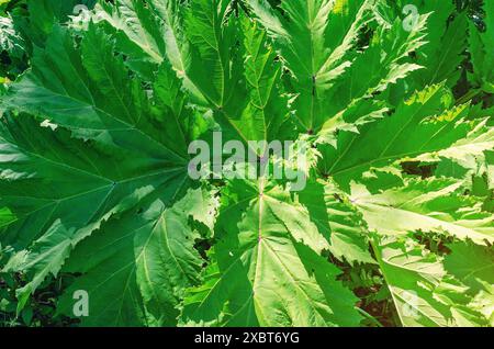 Gros plan sur la hougweed. Heracleum sibiricum L. feuilles de l'asperge, qui peuvent être dangereuses à toucher Banque D'Images