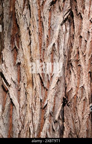 L'écorce du tronc de l'arbre à menthe poivrée d'Australie occidentale, Agonis flexuosa, montrant les textures et les couleurs grises et brunes rougeâtres. Banque D'Images