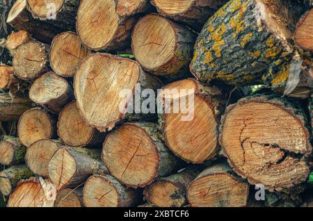 Fond de bûches cylindriques de section transversale. Mur de bûches coupées avec écorce et texture de cernes d'arbres Banque D'Images