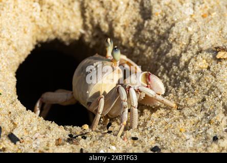 Le crabe fantôme est commun le long des plages de sable tropicales de l'Afrique de l'est. Ils creusent des terriers dans le sable pour échapper aux prédateurs Banque D'Images