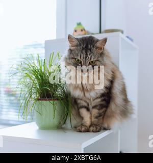 grand chat gris domestique est assis à côté de l'herbe de chat dans le pot de fleurs Banque D'Images
