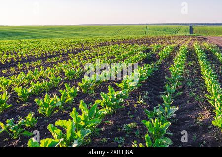 Vue du champ avec des semis de betteraves dans un sol fertile éclairé par le soleil. Photo de rangées en perspective Banque D'Images