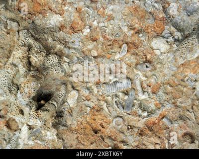 Dalles de calcaire avec des fossiles abondants comme les coraux, les crinoïdes et les coquillages trouvés sur la mer Baltique, offrant un aperçu de la vie marine antique. Banque D'Images