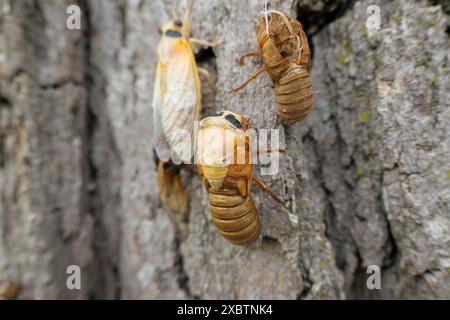 Cicada périodique couvain XIII émergeant de la peau de nymphe. Mai 2024 Banque D'Images