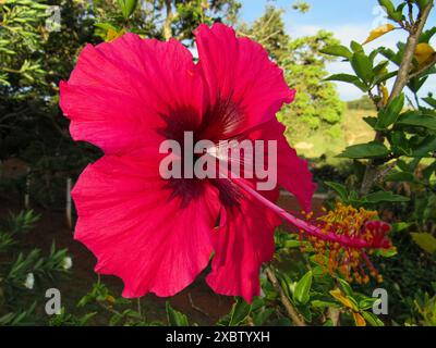 Fleur d'hibiscus, avec pétales rouges et noyau, grand carpelle, plein de filets jaunes, formant l'étamine, se distingue parmi le feuillage vert. Banque D'Images