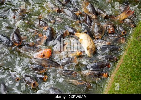 Carpe commune ou carpe européenne (Cyprinus carpio) nourrissant la frénésie au bord d'un étang. Banque D'Images