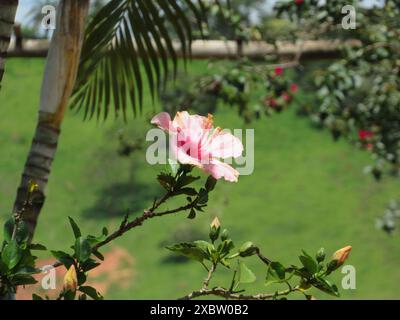 Au milieu du jardin avec de l'herbe verte et à côté du cocotier, une fleur d'hibiscus, avec des pétales roses, un grand carpelle, plein de filets jaunes. Banque D'Images