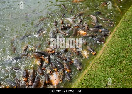 Carpe commune ou carpe européenne (Cyprinus carpio) nourrissant la frénésie au bord d'un étang. Banque D'Images