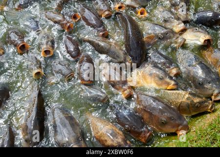 Carpe commune ou carpe européenne (Cyprinus carpio) nourrissant la frénésie au bord d'un étang. Banque D'Images