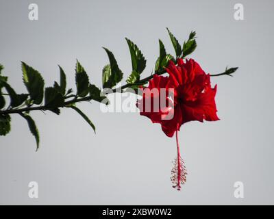 À la pointe de la branche, pleine de feuilles vertes, il y a une fleur d'hibiscus, avec des pétales et un noyau rouges et un grand carpelle suspendu. Banque D'Images