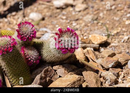 Cactus aux fleurs rose-rouge en France au printemps Banque D'Images