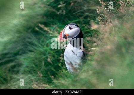 Le plus célèbre oiseau féroé - macareux sur la côte herbeuse de l'île Mykines dans l'océan Atlantique. Îles Féroé, Danemark. Photographie animalière Banque D'Images
