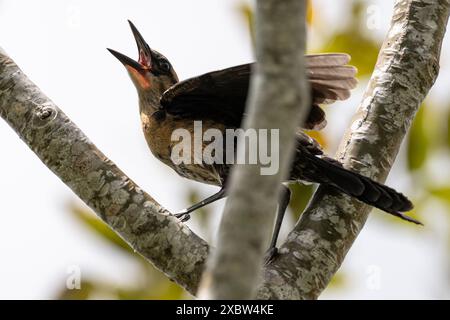 Une femelle à queue de bateau grimpe à un autre oiseau dans le comté de Palm Beach, en Floride. (ÉTATS-UNIS) Banque D'Images