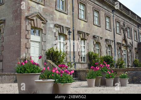 Pretty Pink Tulips in Tubs at Stourhead House and Garden, Stourton, Warminster, Wiltshire, Angleterre, ROYAUME-UNI Banque D'Images