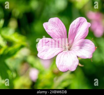 Crane's-bill en anglais Banque D'Images