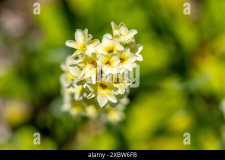 Sisyrinchium striatum, noms communs pâle jaune-eyed-grass ou fleur satinée Banque D'Images