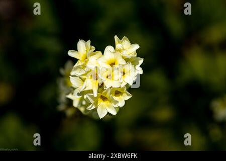 Sisyrinchium striatum, noms communs pâle jaune-eyed-grass ou fleur satinée Banque D'Images