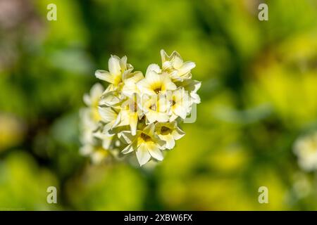 Sisyrinchium striatum, noms communs pâle jaune-eyed-grass ou fleur satinée Banque D'Images