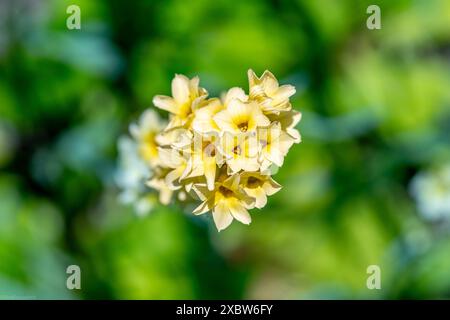 Sisyrinchium striatum, noms communs pâle jaune-eyed-grass ou fleur satinée Banque D'Images