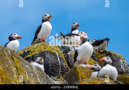 Île de mai, Écosse, Royaume-Uni, 13 juin 2024. Les données sur le dénombrement des macareux annoncées aujourd'hui : en se basant sur le dénombrement des îles de nature Scot cet été, les scientifiques estiment qu'il y a environ 52 000 terriers occupés de macareux, contre 39 000 lors de la dernière enquête en 2017 – une augmentation de 33 %. Macareux (Fratercula arctica) sur l'île. Crédit : Sally Anderson/Alamy Live News Banque D'Images