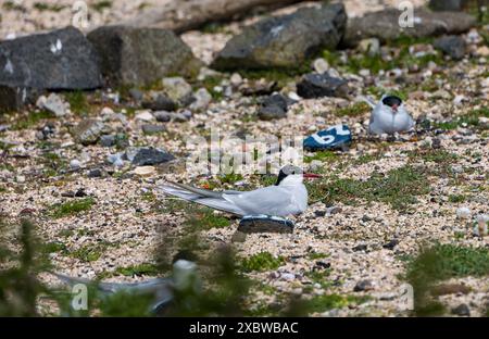 Île de mai, Écosse, Royaume-Uni, 13 juin 2024. Retour des sternes arctiques à l'île de mai : environ 200 sternes arctiques (île de mai, Écosse, Royaume-Uni, 13 juin 2024. Retour des sternes arctiques à l’île de mai : on estime que 200 sternes arctiques (Sterna paradisaea) sont revenues cette année et nichent. L'année dernière, pour des raisons inconnues, ils sont arrivés mais n'y sont restés que quelques jours et il n'y a pas eu de reproduction. La population habituelle est d'environ 600 oiseaux. Sur la photo : une sterne arctique au repos. Crédit : Sally Anderson/Alamy Live Newshave est revenue cette année et est en train de nicher. L'année dernière, pour des raisons inconnues, ils sont arrivés, mais seulement restés quelques da Banque D'Images