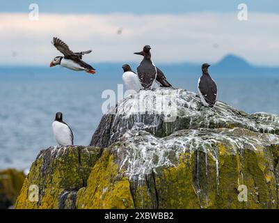 Île de mai, Écosse, Royaume-Uni, 13 juin 2024. Les données sur le dénombrement des macareux annoncées aujourd'hui : en se basant sur le dénombrement des îles de nature Scot cet été, les scientifiques estiment qu'il y a environ 52 000 terriers occupés de macareux, contre 39 000 lors de la dernière enquête en 2017 – une augmentation de 33 %. Un macareux (Fratercula arctica) survole un groupe de guillemots (Uria aalge) sur un rebord de falaise. Crédit : Sally Anderson/Alamy Live News Banque D'Images