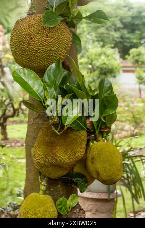 Substitut alimentaire délicieux et végétarien Jackfruit remplissant sur le côté de l'arbre à Hanoi, Vietnam. Portrait naturel gros plan des aliments / plantes fruitières Banque D'Images