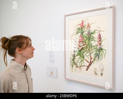 Photographie et art de classe mondiale sont réunis dans un fabuleux RHS Show à la galerie Saatchi. Ayant lieu du 14 juin au 7 juillet 2024 exposera l'art botanique exquis et la photographie mettant en vedette une riche variété de sujets allant des fleurs de dessert médicinales aux bananes ornementales et des images de moisissures forestières aux plantes de rue urbaines . Il présentera le travail de 23 artistes mondiaux de premier plan et 18 photographes ... Banque D'Images