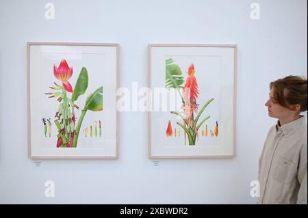 Photographie et art de classe mondiale sont réunis dans un fabuleux RHS Show à la galerie Saatchi. Ayant lieu du 14 juin au 7 juillet 2024 exposera l'art botanique exquis et la photographie mettant en vedette une riche variété de sujets allant des fleurs de dessert médicinales aux bananes ornementales et des images de moisissures forestières aux plantes de rue urbaines . Il présentera le travail de 23 artistes mondiaux de premier plan et 18 photographes ... Banque D'Images