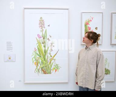 Photographie et art de classe mondiale sont réunis dans un fabuleux RHS Show à la galerie Saatchi. Ayant lieu du 14 juin au 7 juillet 2024 exposera l'art botanique exquis et la photographie mettant en vedette une riche variété de sujets allant des fleurs de dessert médicinales aux bananes ornementales et des images de moisissures forestières aux plantes de rue urbaines . Il présentera le travail de 23 artistes mondiaux de premier plan et 18 photographes ... Banque D'Images