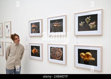 Photographie et art de classe mondiale sont réunis dans un fabuleux RHS Show à la galerie Saatchi. Ayant lieu du 14 juin au 7 juillet 2024 exposera l'art botanique exquis et la photographie mettant en vedette une riche variété de sujets allant des fleurs de dessert médicinales aux bananes ornementales et des images de moisissures forestières aux plantes de rue urbaines . Il présentera le travail de 23 artistes mondiaux de premier plan et 18 photographes ... Banque D'Images