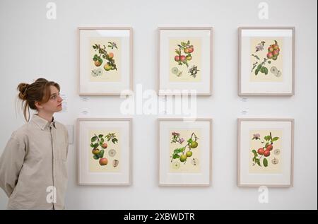 Photographie et art de classe mondiale sont réunis dans un fabuleux RHS Show à la galerie Saatchi. Ayant lieu du 14 juin au 7 juillet 2024 exposera l'art botanique exquis et la photographie mettant en vedette une riche variété de sujets allant des fleurs de dessert médicinales aux bananes ornementales et des images de moisissures forestières aux plantes de rue urbaines . Il présentera le travail de 23 artistes mondiaux de premier plan et 18 photographes ... Banque D'Images