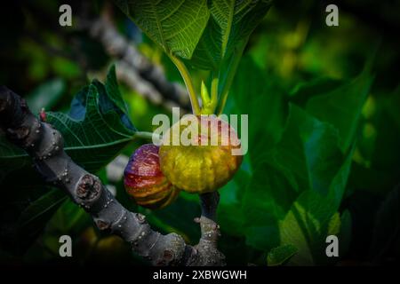 Figues sauvages dans une forêt espagnole, un fruit riche en glucides, Fuencaliente, province de Ciudad Real Banque D'Images