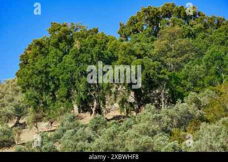 Quercus suber, communément appelé le chêne-liège, est la principale source de liège, Sierra Madrona, Fuencaliente Banque D'Images