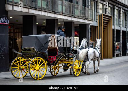 Chevaux de chars de tourisme Lipizzaner blancs, formés à l'école d'équitation espagnole de Vienne, capitale de l'Autriche le 2 mai 2023 Banque D'Images