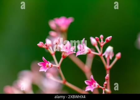 Gros plan des fleurs roses de Ecdysanthera rosea Hook. & ARN., également connu sous le nom de vigne aigre, sur fond vert. Wulai, Taiwan. Banque D'Images