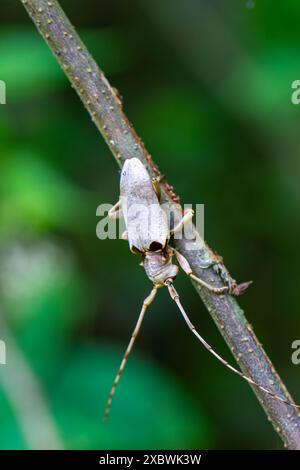 Gros plan d'un coléoptère long (Acalolepta sublusca), mettant en valeur ses cavités oculaires noires et de grandes taches noires près de la base de ses boîtiers d'aile. Wulai, Banque D'Images