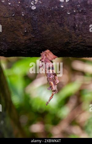 Vue détaillée d'une larve camouflée d'Eumeta japonica et de son cocon ; tons bruns terreux et texture visibles. Prise à Wulai, Taiwan. Banque D'Images