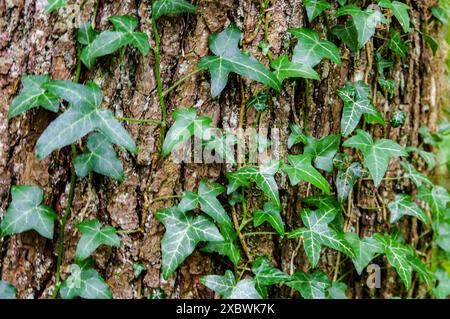 lierre, tronc d'arbre, forêt, verdure, nature, plante grimpante, feuillage, feuilles de lierre, écorce d'arbre, bois, feuilles vertes, plante Banque D'Images
