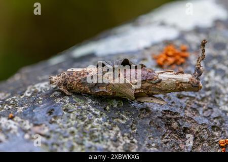 Vue détaillée d'une larve camouflée d'Eumeta japonica et de son cocon ; tons bruns terreux et texture visibles. Prise à Wulai, Taiwan. Banque D'Images