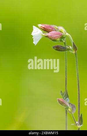 Une vue de profil d'un campion blanc. La fleur a cinq pétales blancs et brillants avec des sépales fusionnés et gonflés qui créent une apparence semblable à un ballon. Sur un s Banque D'Images