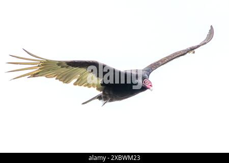 Un vautour de dinde, les ailes déployées grand ouvert et la tête rouge brillante, prend son envol. Isolé sur fond blanc. Banque D'Images