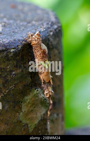 Vue détaillée d'une larve camouflée d'Eumeta japonica et de son cocon ; tons bruns terreux et texture visibles. Prise à Wulai, Taiwan. Banque D'Images