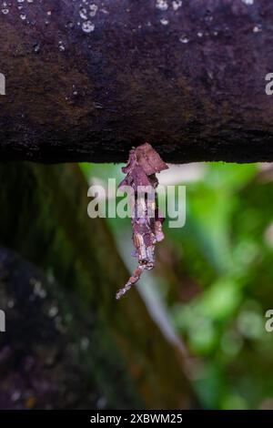 Vue détaillée d'une larve camouflée d'Eumeta japonica et de son cocon ; tons bruns terreux et texture visibles. Prise à Wulai, Taiwan. Banque D'Images