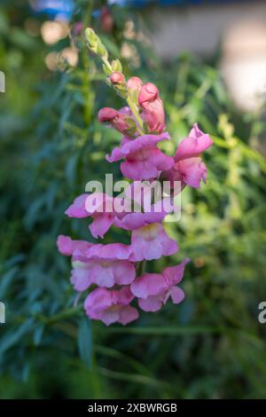 Snapdragon dans le jardin de la maison. Belle fleur commune. Antibes rose clair. Banque D'Images