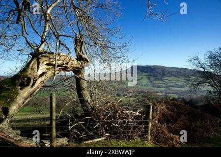 Ysgyryd Fawr, Skirrid Fawr, souvent juste Skirrid, est une aberration des montagnes noires à Bannau Brycheiniog, le parc national de Brecon Beacons Banque D'Images