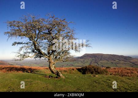 Ysgyryd Fawr, Skirrid Fawr, souvent juste Skirrid, est une aberration des montagnes noires à Bannau Brycheiniog, le parc national de Brecon Beacons Banque D'Images