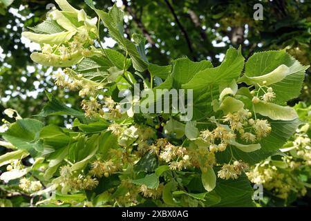 Beaucoup de fleurs fleurissent sur les branches de tilleul dans la forêt profonde de près Banque D'Images