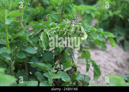 Le mildiou mildiou ou mildiou mildiou mildiou est une maladie grave de la pomme de terre et de la tomate causée par un micro-organisme semblable à un champignon Phytophthora infestans. Banque D'Images