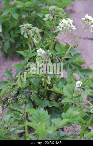 Le mildiou mildiou ou mildiou mildiou mildiou est une maladie grave de la pomme de terre et de la tomate causée par un micro-organisme semblable à un champignon Phytophthora infestans. Banque D'Images